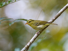 Phylloscopus goodsoni