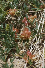 Astragalus lentiginosus albifolius
