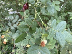 Rosa