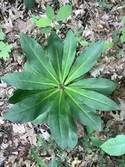 Frasera caroliniensis