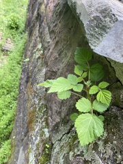 Rubus phoenicolasius