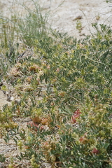 Astragalus lentiginosus albifolius