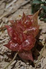 Astragalus lentiginosus albifolius