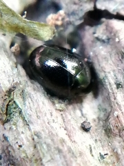 Oomorphus concolor