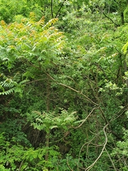 Ailanthus altissima
