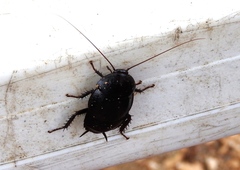 Nyctibora tetrasticta