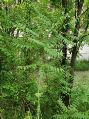 Ailanthus altissima