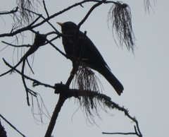 Turdus infuscatus