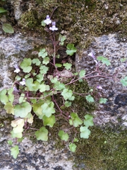 Cymbalaria muralis
