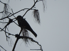 Turdus infuscatus