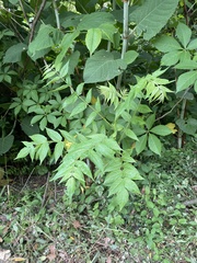 Ailanthus altissima