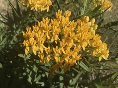 Asclepias tuberosa interior