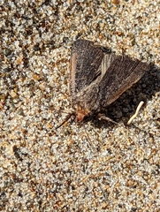 Parabagrotis