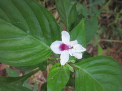 Pseuderanthemum bicolor