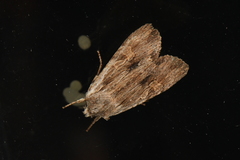 Lithophane petulca