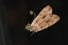 Lithophane petulca