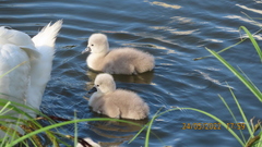 Cygnus olor