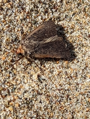 Parabagrotis