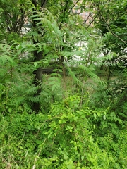 Ailanthus altissima