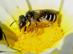 Halictus
