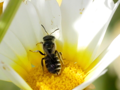 Halictus