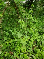 Alliaria petiolata