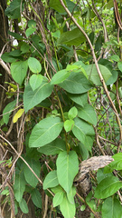 Lonicera japonica