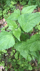 Ageratina altissima