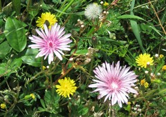 Crepis rubra