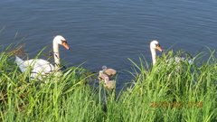 Cygnus olor