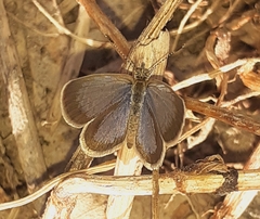 Zizeeria karsandra