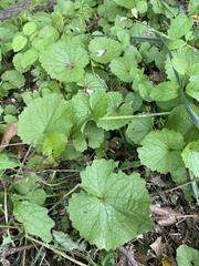 Alliaria petiolata