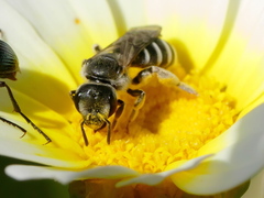 Halictus
