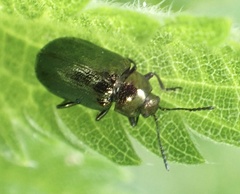 Phratora vulgatissima