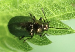Phratora vulgatissima