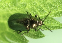 Phratora vulgatissima