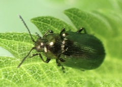 Phratora vulgatissima