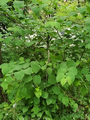 Reynoutria japonica