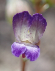 Collinsia callosa