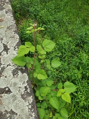 Rubus phoenicolasius