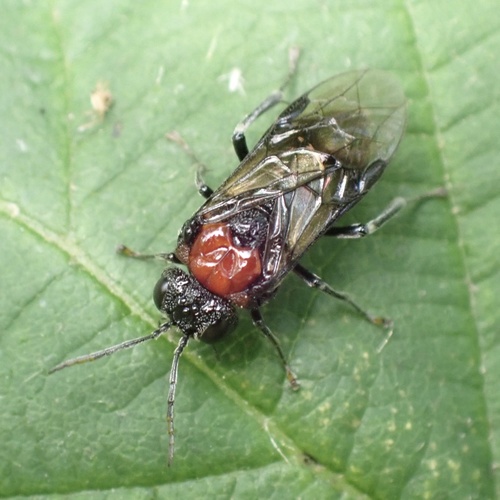 Alder Sawfly, Lexmond, Lexmond, South Holland, NL, photo 8 of 10