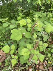 Rubus phoenicolasius