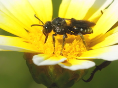 Ammobates oraniensis