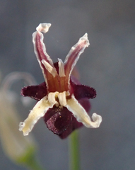 Caulanthus amplexicaulis