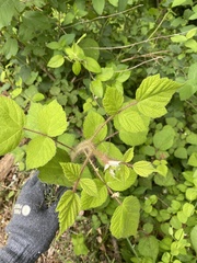 Rubus phoenicolasius