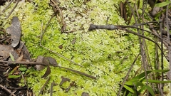 Sphagnum strictum