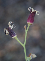Caulanthus amplexicaulis