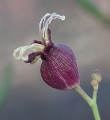 Caulanthus amplexicaulis