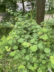 Rubus phoenicolasius