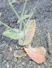 Caulanthus amplexicaulis